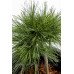 Сосна Веймутовая Грег, Pinus strobus Greg/h20