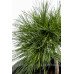 Сосна Веймутовая Грег, Pinus strobus Greg/h20