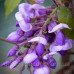 Гліцинія коротко грона 
