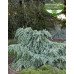 Cedrus deodara ‘Feeling Blue’ Кедр гімалайський 