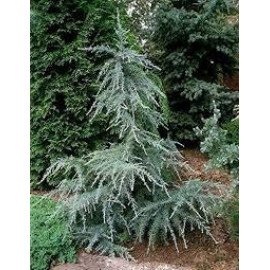 Cedrus deodara Karl Fuchs   Кедр гімалайський 