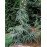 Cedrus deodara Karl Fuchs   Кедр гімалайський 