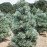 Сосна м'яка Цесаріні Блю Pinus flexilis Cesarinii Blue / h 25-30