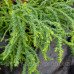 Криптомерія японська 