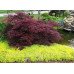 Клен пальмолистий 'Інаба-шидаре' (Acer palmatum 'Inaba-shidare') 45-75/40-60 С5