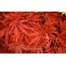 Клен пальмолистий 'Ака Шидаре' (Acer palmatum 'Aka Shidare') 120-140/35-50 С5