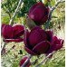 Магнолія 'Джені' (Magnolia 'Genie') 55-100 С3/P16
