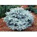 Ялина колюча 'Глаука Глобоза' (Picea pungens 'Glauca Globosa') 20-30 С5