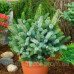 Ялина ситхінська 'Міджет' (Picea sitchensis 'Midget') 15-20 С5