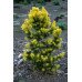Сосна гірська 'Taylor's Sunburst' ра (Pinus contorta 'Taylor's Sunburst') 95-105/10-20 С5