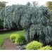Ялина колюча 'Glauca Pendula' (Picea pungens 'Glauca Pendula') 25-35 С5