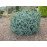 Ялина ситхінська 'Silberzwerg' (Picea sitchensis 'Silberzwerg') 15-25 С5