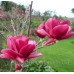 Магнолія 'Ian's Red' (Magnolia 'Ian's Red') 110-150 С5/С7,5