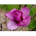 Магнолія 'Livingstone' (Magnolia 'Livingstone') 190-250 С7,5