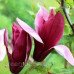 Магнолія 'Oriental Night' (Magnolia 'Oriental Night') 70-100 С3/P16