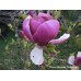 Магнолія 'Purple Planets' (Magnolia 'Purple Planets') 75-110 С5
