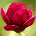 Магнолія 'Red as Red' (Magnolia 'Red as Red') 80-110 С5/С7,5