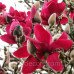 Магнолія 'Red as Red' (Magnolia 'Red as Red') 80-110 С5/С7,5