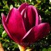 Магнолія 'Shirazz' (Magnolia 'Shirazz') 60-90 С5