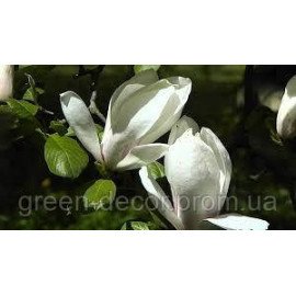 Магнолія Суланжа 'Brozzoni' (Magnolia soulangeana 'Brozzoni') 60-100 C3