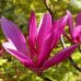 Магнолія 'Susan' (Magnolia 'Susan') — 100-150, C7,5