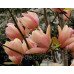 Магнолія 'Coral Lake' (Magnolia 'Coral Lake') — 60-90, C5/C7,5