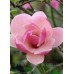 Магнолія 'Early Red' (Magnolia 'Early Red') — 100-130, C7,5