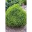 Ялина сиза 'Alberta Globe' (Picea glauca 'Alberta Globe') — 10-20 см, C2