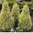 Ялина канадська 'Daisy's White' Picea glauca 'Daisy's White' h 30-45 см, C3