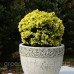 Ялина канадська 'Dendrofarma Gold' Picea glauca 'Dendrofarma Gold' h 10-15 см, C2