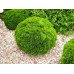 Туя західна 'Danica' Thuja occidentalis 'Danica' h 25-35 см, C3
