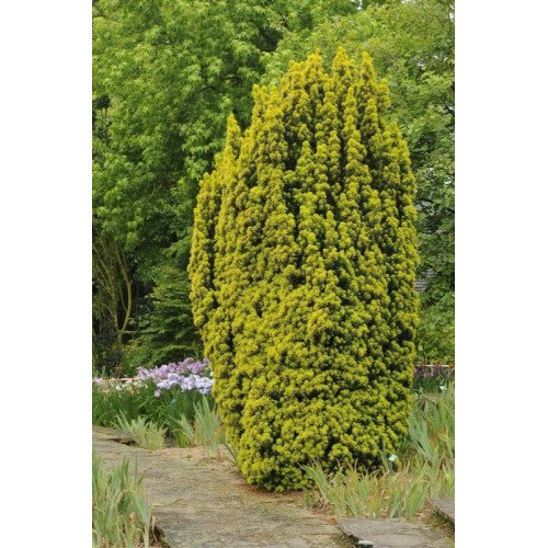 Тис ягідний 'Давід' Taxus david / h 65-90