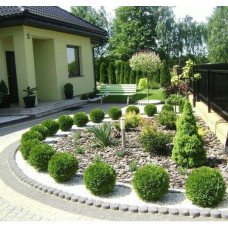 Туя західна 'Danica' Thuja occidentalis 'Danica' h 25-35 см, C3