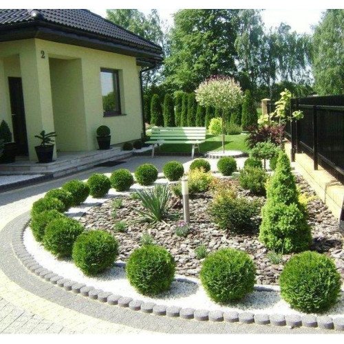 Туя західна 'Danica' Thuja occidentalis 'Danica' h 25-35 см, C3