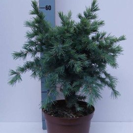 Cedrus deod Blue Globe  Кедр гімалайський 