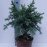 Cedrus deod Blue Globe  Кедр гімалайський 