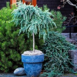 Cedrus deodara ‘Feeling Blue’ Кедр гімалайський 