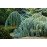 Кедр Атласский Глаука Пендула Cedrus libani ’ Atlantica Glauca Pendula’ /h90