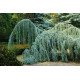 Кедр Атласский Глаука Пендула Cedrus libani ’ Atlantica Glauca Pendula’ /h90