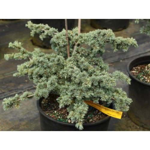 Кедр ліванський 