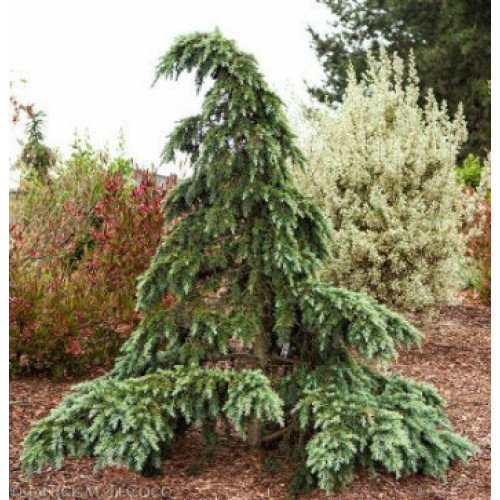 Cedrus Deod Divinili Blue Кедр гімалайський 