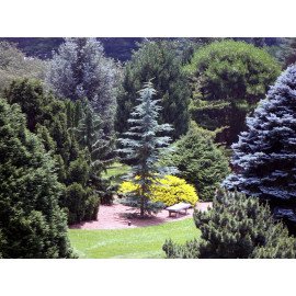 Cedrus deod Eisregen Кедр гімалайський 