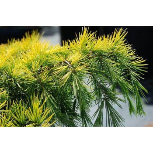 Cedrus deodara Feeling Sunny Кедр гімалайський 