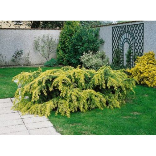 Кедр гімалайський 