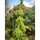 Кедр гімалайський Вінкс Голден Cedrus Vink's Golden h 140