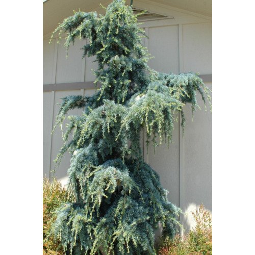 Кедр ліванський 